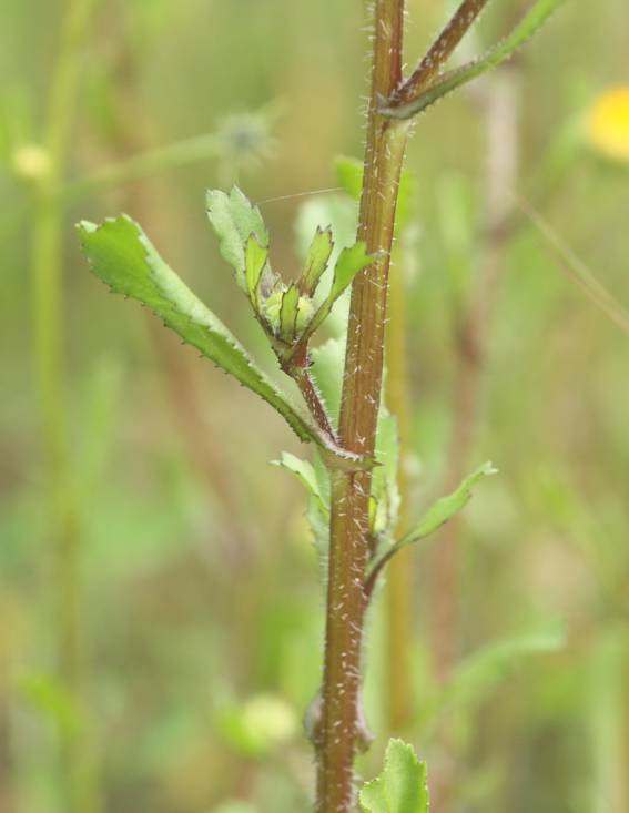 Coleostephus myconis? S